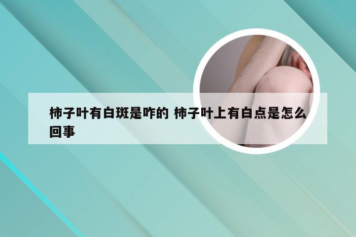 柿子叶有白斑是咋的 柿子叶上有白点是怎么回事